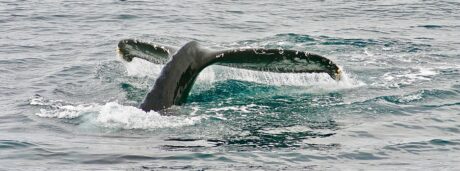 litecoin-whale-withdraws-$65.5m-in-ltc-from-binance,-bullish-sign?